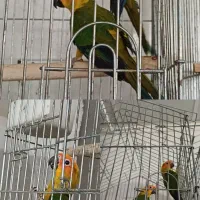 یک جفت طوطی خورشیدی نر رام پرورش خانگی|پرنده|بهارستان, |دیوار