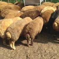 گوسفند زنده