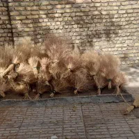 جارو(گزی باخی)|جاروبرقی، جارو شارژی، بخارشو|روانسر, |دیوار
