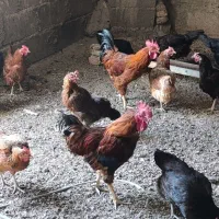 دوتاخروس بزرگ
