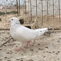 سه تا کفتر دمسفید