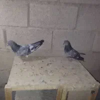 کبوتر|پرنده|شادگان, |دیوار