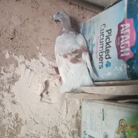 کبوتر|پرنده|قائن, |دیوار