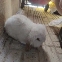 خرگوش لوپ