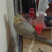 عروس پاریس|پرنده|سوسنگرد, |دیوار