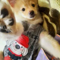 پامر دو رگه