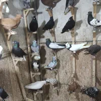 دسته رنگی  نر اهرم  در خدمتیم حضوری