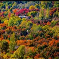 داوطلبانه ا