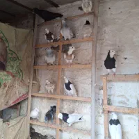 جوجه طوقی