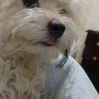 واگذاری پودل کراس