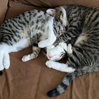 واگذاری یک جفت گربه 4 ماهه