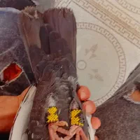 دومبی|پرنده|شوشتر, |دیوار