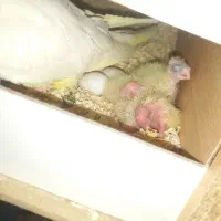 عروس هلندی مولد