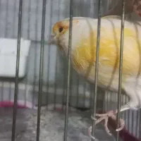 قناری نر و ماده|پرنده|مشکین‌دشت, |دیوار