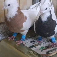 کفتر طوقی کبوتر معاوضه