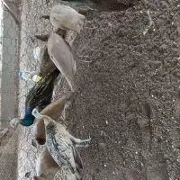 فروش جوجه طاووس