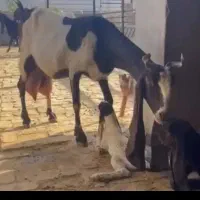 بز ،بره، میش، گوسفند