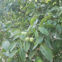 نهال گردو کاغذی ۴ ساله قیمت ۱۲۰ هزار تومان