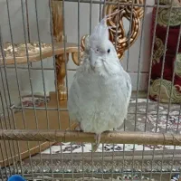 عروس هلندی ماده