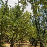 باغچه-1000متری