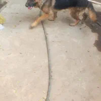 سگ ژرمن ماده|سگ|پاکدشت, پاکدشت (مامازند)|دیوار