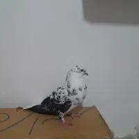 سوسکی دم سفید|پرنده|صائین قلعه, |دیوار