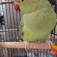 طوطی ملنگو