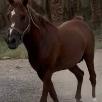 اسب نریون درشور|اسب و تجهیزات اسبسواری|کرمان, |دیوار