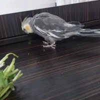 ی عروس هلندی چند کلمه حرف میزنه