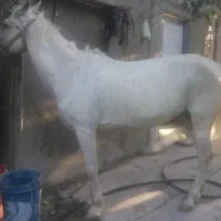 اسب مادیان