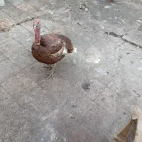 بوقلمون نر ویک خروس گلین عروس هلندی لوتینو|حیوانات مزرعه|خرمشهر, |دیوار