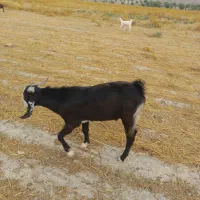 فروش کهره چکل