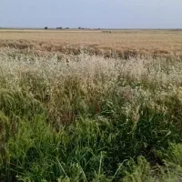 بلدرچین‌کرک