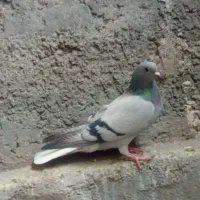 پرنده دمسفید