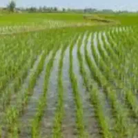 فروش-زمین-کشاورزی-مرغوب