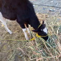 گوساله ماده 10ماهه