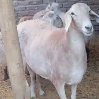 بره نربوری اصل بهترین نژاد وبره بلوچی شاخی|حیوانات مزرعه|زاهدان, |دیوار