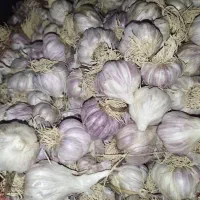 سیر بذری قرمز