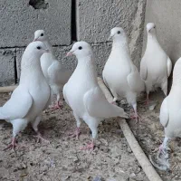 کبوتر پتی والا|پرنده|سراوان, |دیوار