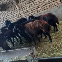 میش جوان کاور دو دندان و چهار دندون آبستن|حیوانات مزرعه|زاوه, |دیوار