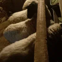 تعدادی رومانوف وبره نر گوشتی  به فروش می‌رسد