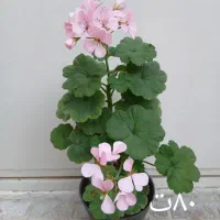 ۲۰ عدد گل متنوع خانگی