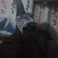 پلاکی جوجه ۲|پرنده|مسجد سلیمان, |دیوار