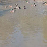 اردک پروازی|حیوانات مزرعه|رشت, پورسینا|دیوار