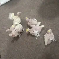 تخم،جوجه سرلاکی،نرمه خور