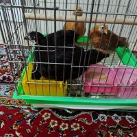 مرغ وخروس|حیوانات مزرعه|چغادک, |دیوار