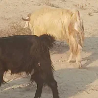 فروش ۱۰پازن|حیوانات مزرعه|آبدان, |دیوار