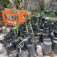 نهال خرما