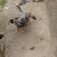 جوجه لاری اصل