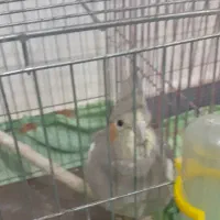 پرنده طوطی عروس کاملا سالم ویک عدد مرغ عشق